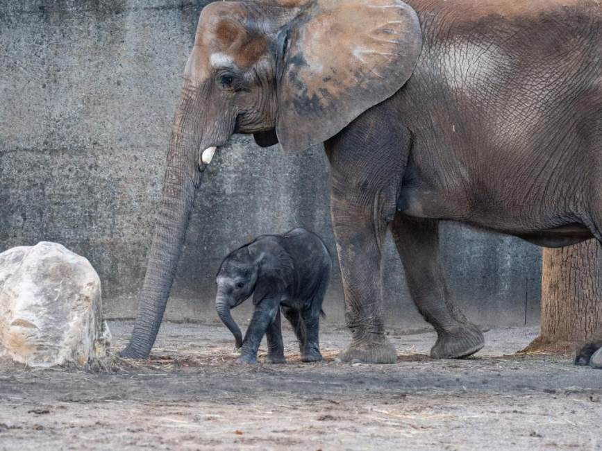 Louisville Zoo Elephant Mikki and Calf Make Public Debut